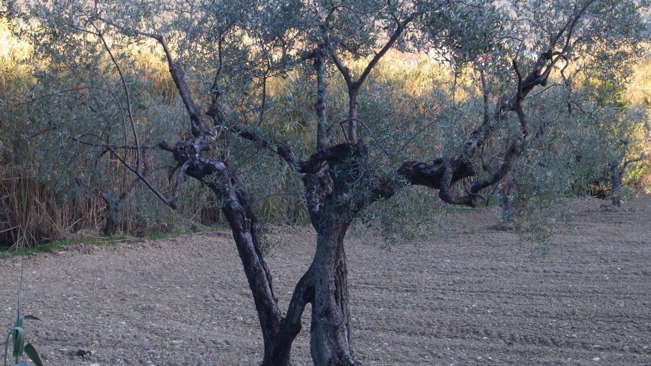 Photo of Outdoor in Fornole