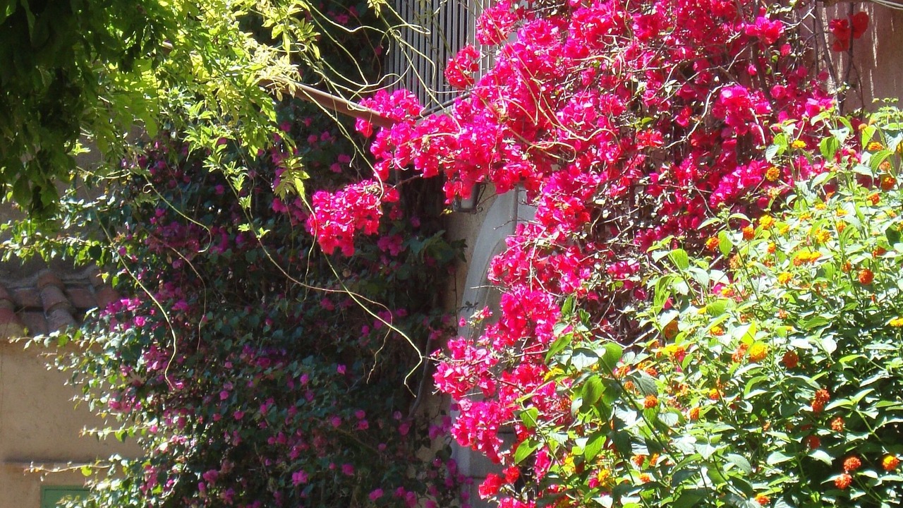 Photo of Outdoor in Lauro