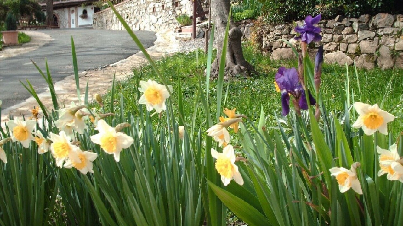 Photo of Outdoor in Fauglia