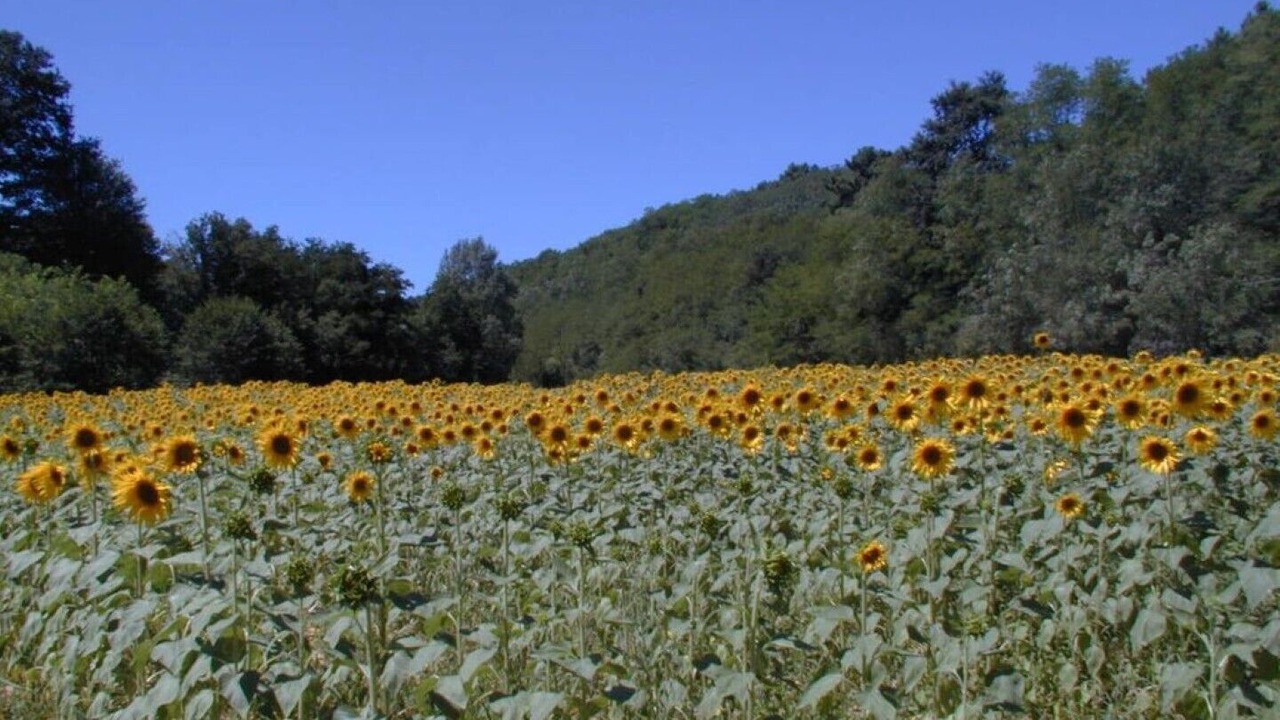 Photo of Outdoor in Fauglia