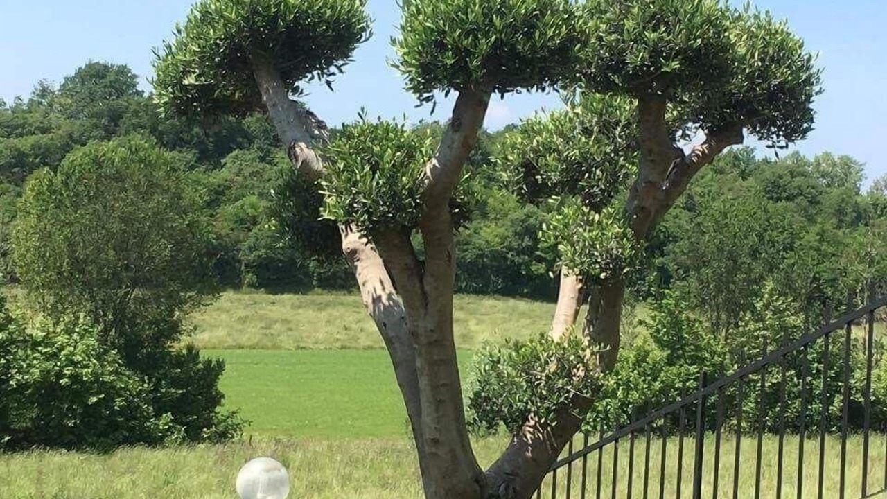 Photo of Outdoor in Pozzolengo