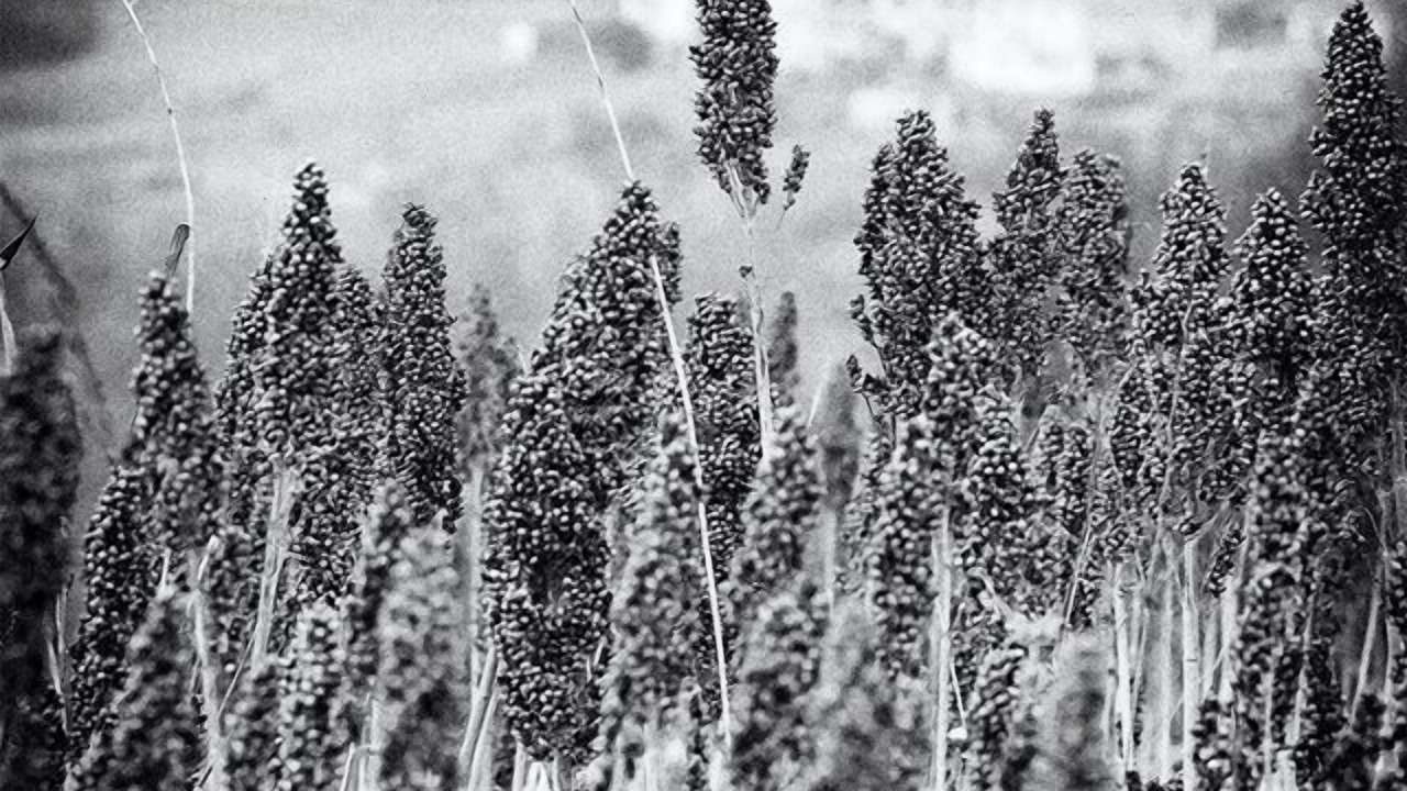Photo of Others in Garibaldi