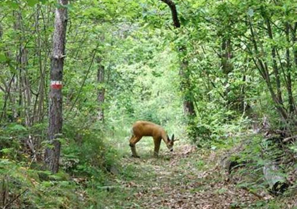 Photo of Outdoor in Rezzo
