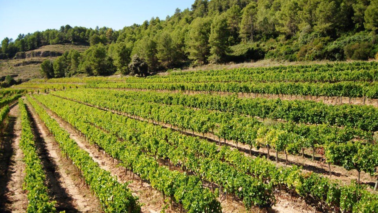 Photo of Outdoor in Pradell de la Teixeta