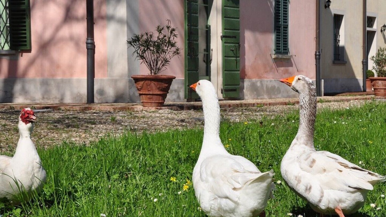 Photo of Outdoor in Dozza