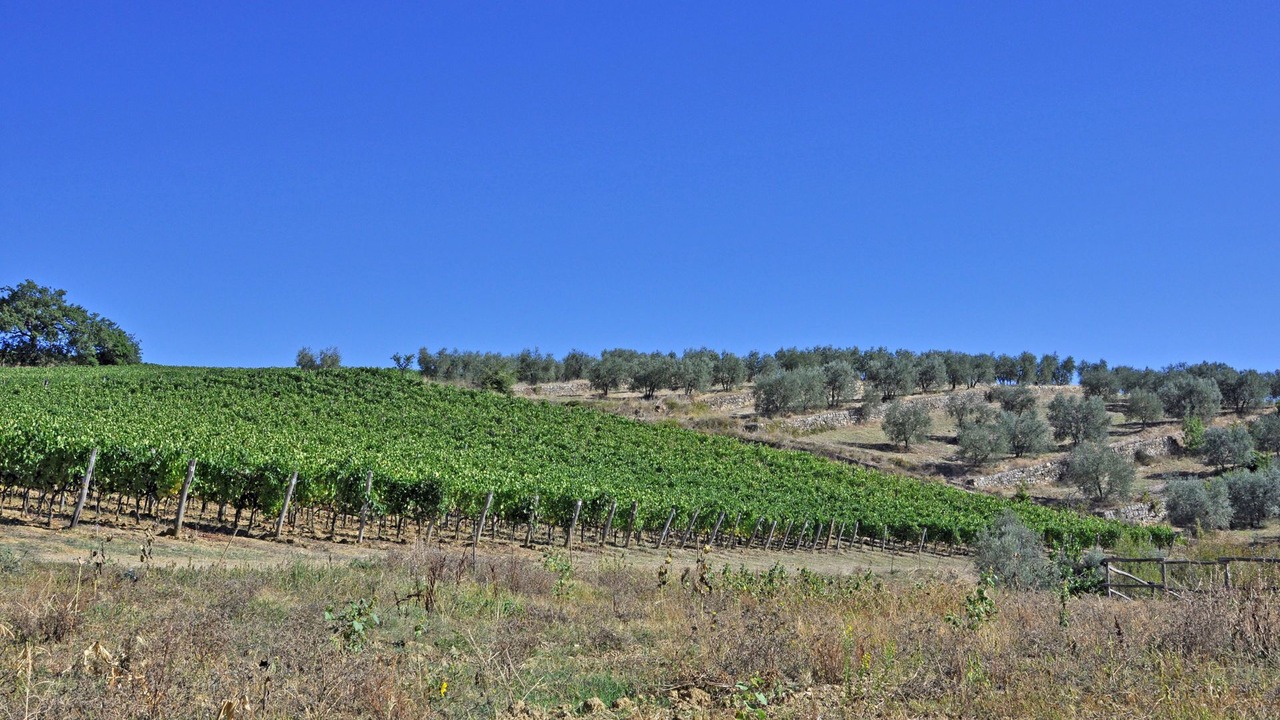 Photo of Others in Poggibonsi