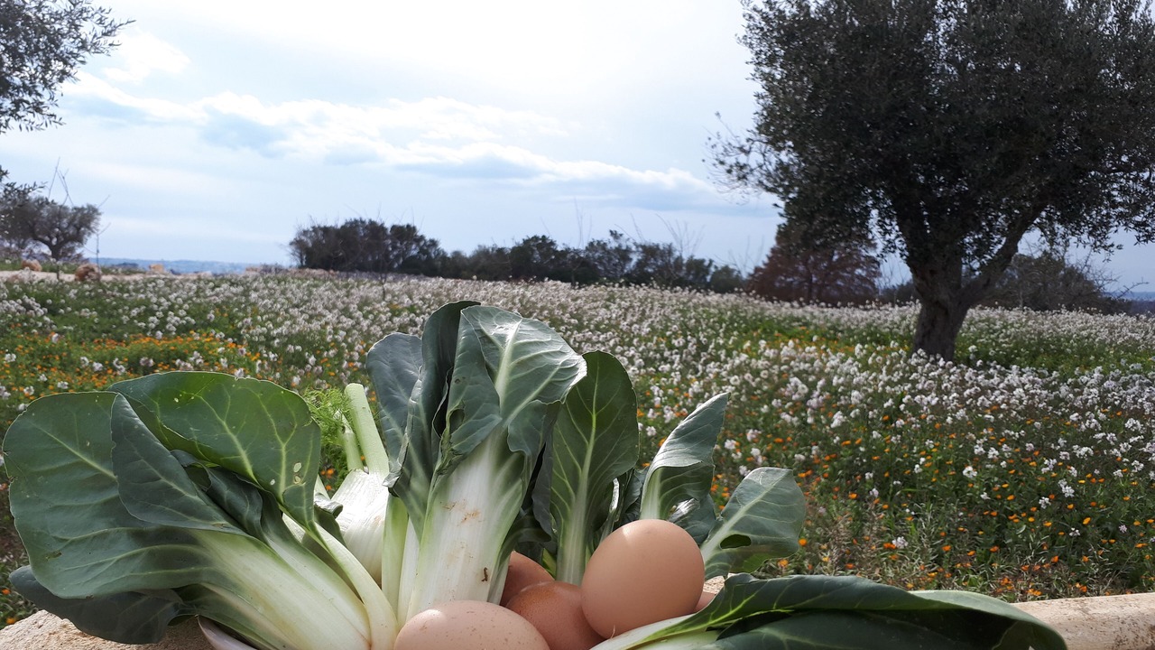 Photo of Outdoor in Cisternino