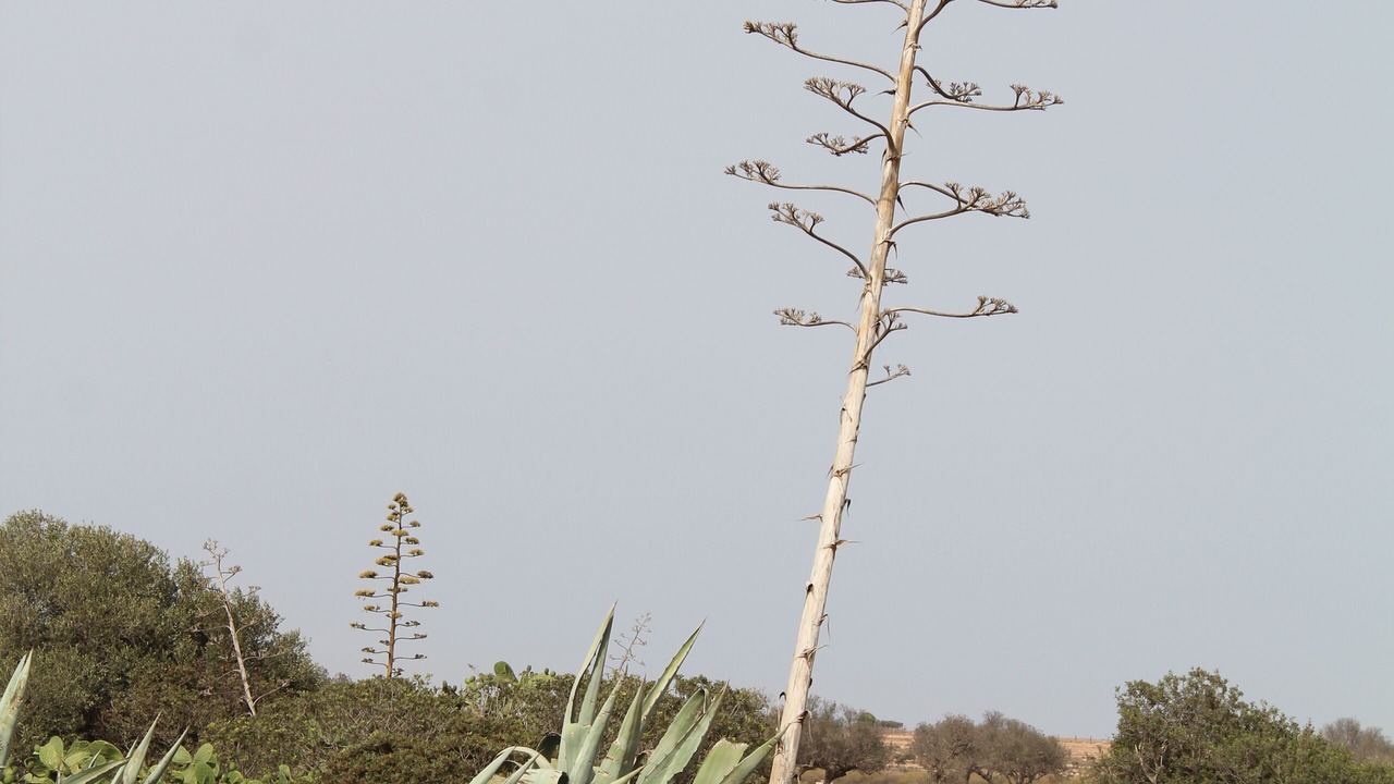 Photo of Outdoor in Sorbas