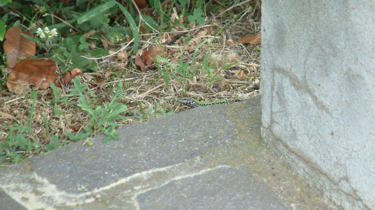 Photo of Outdoor in Londa