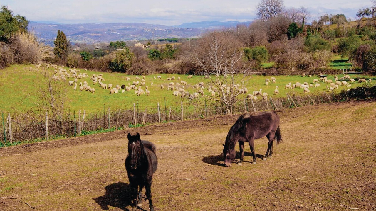 Photo of Others in Scansano