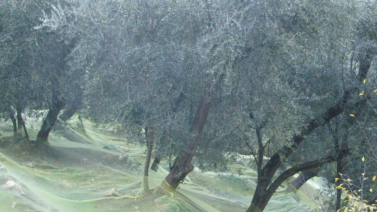 Photo of Others in Monade Santa Lucia