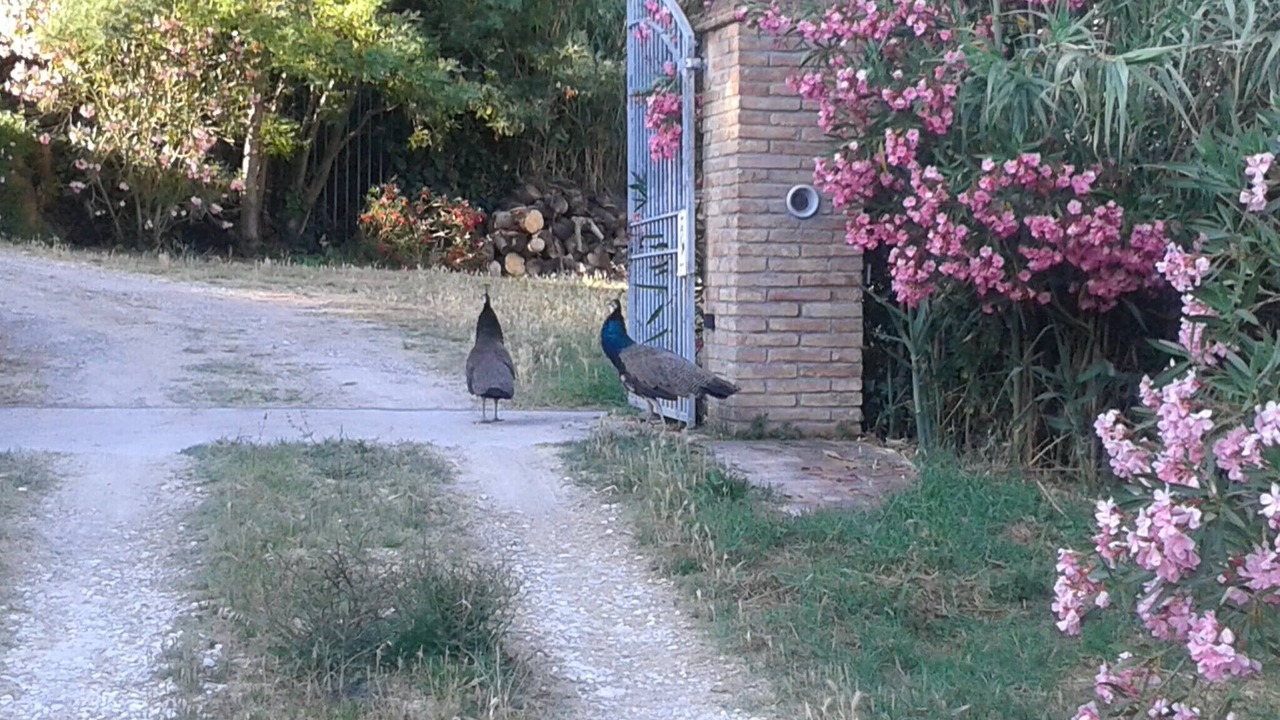 Photo of Outdoor in Fauglia