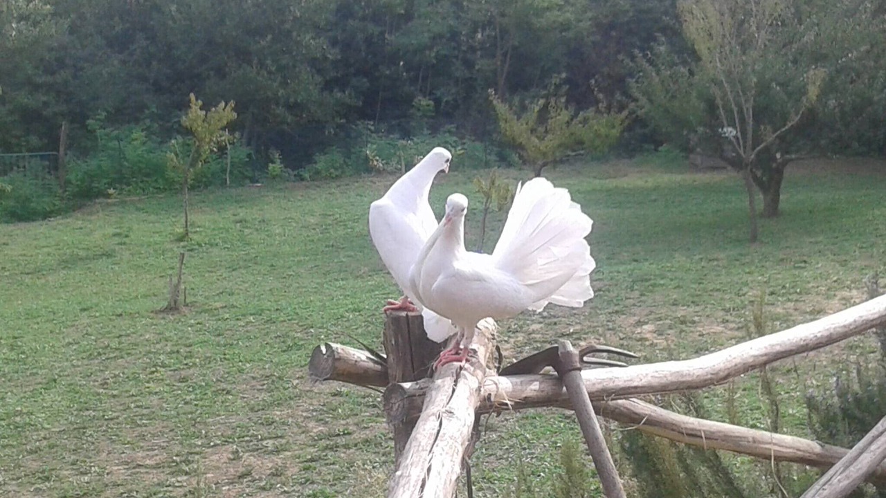 Photo of Outdoor in Fauglia