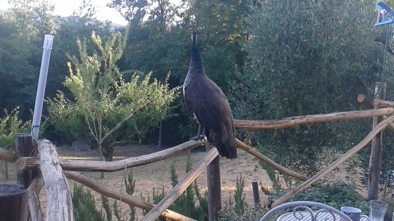 Photo of Outdoor in Fauglia