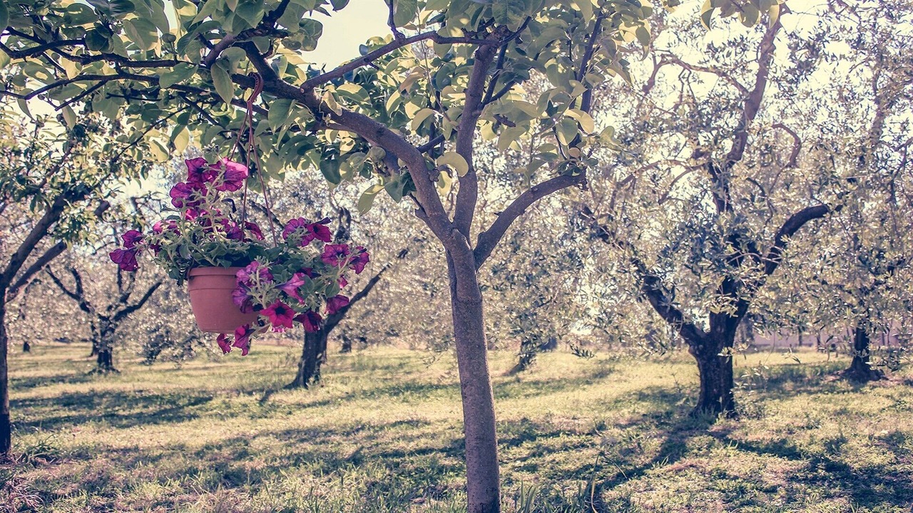Photo of Outdoor in Vitorchiano
