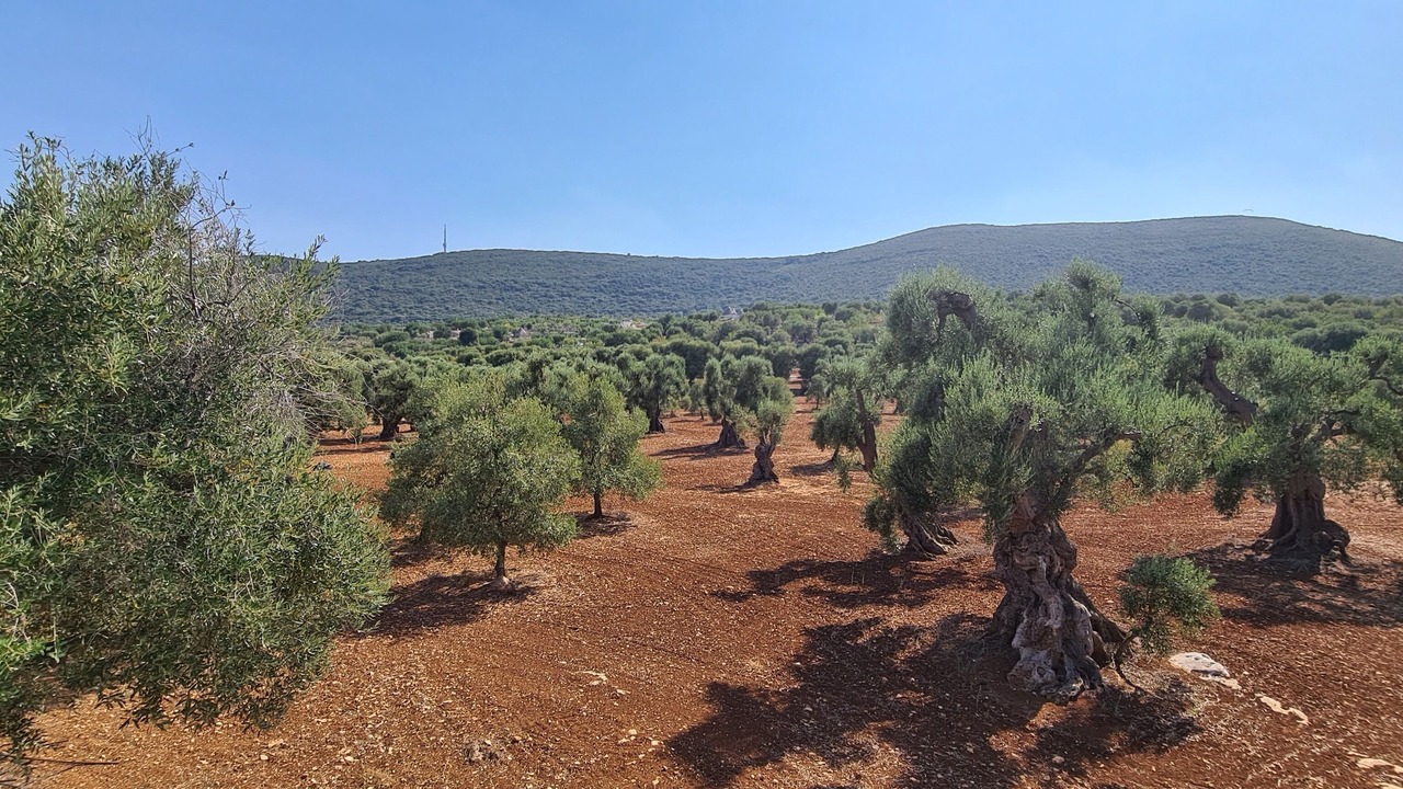 Photo of Others in L'Assunta
