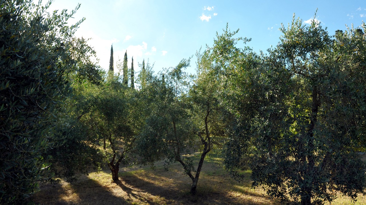 Photo of Outdoor in Londa