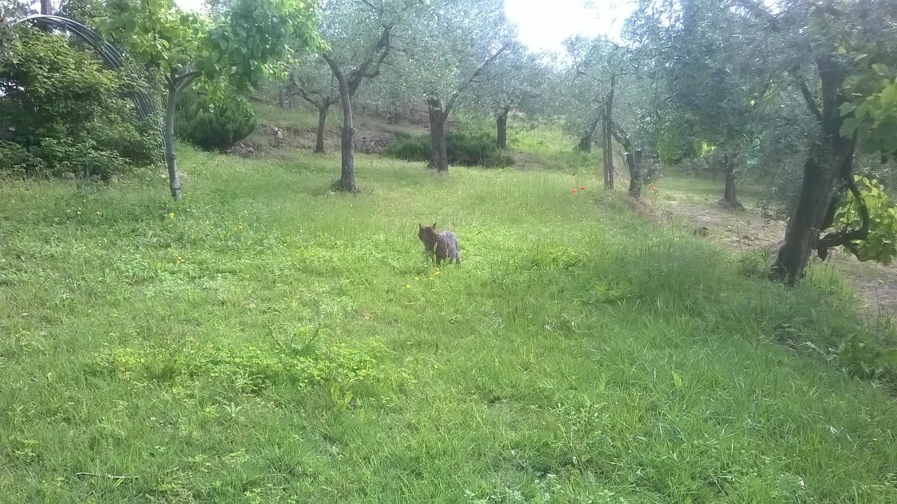 Photo of Others in Canalicchio