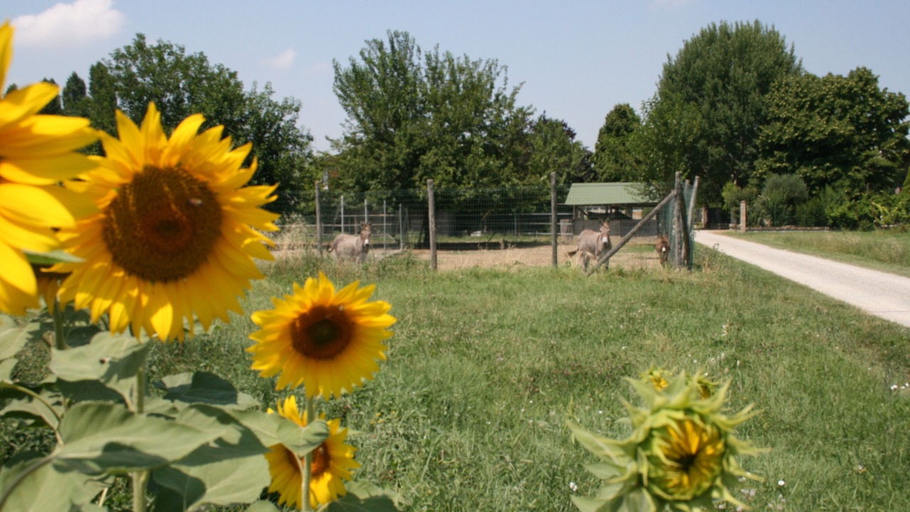 Photo of Outdoor in Crespellano
