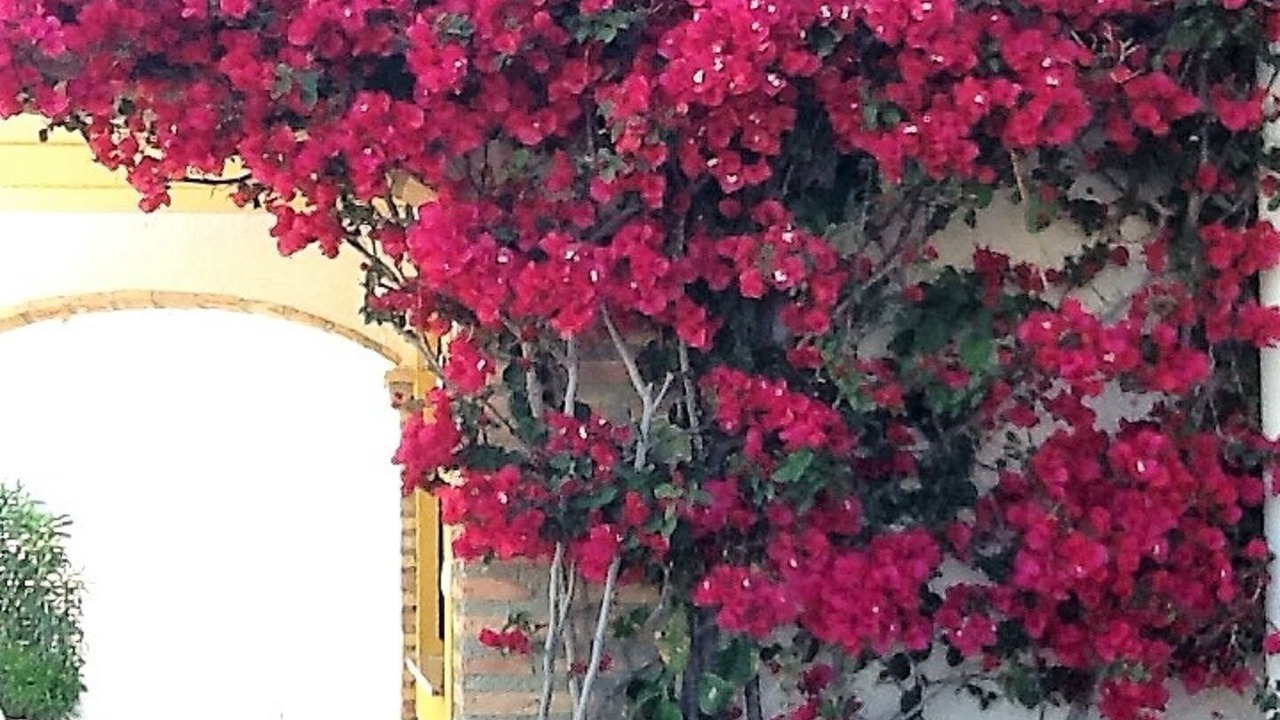 Photo of Outdoor in Mazarron