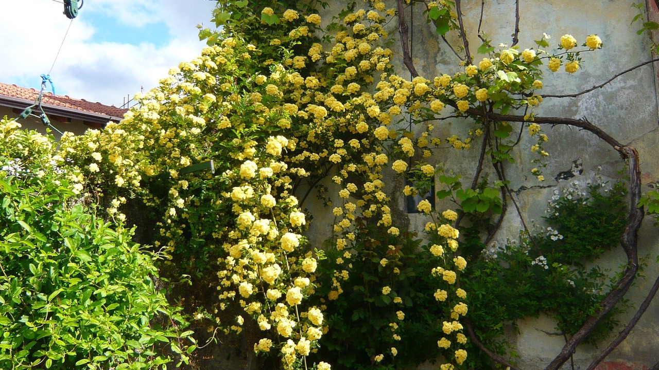 Photo of Outdoor in Orta San Giulio