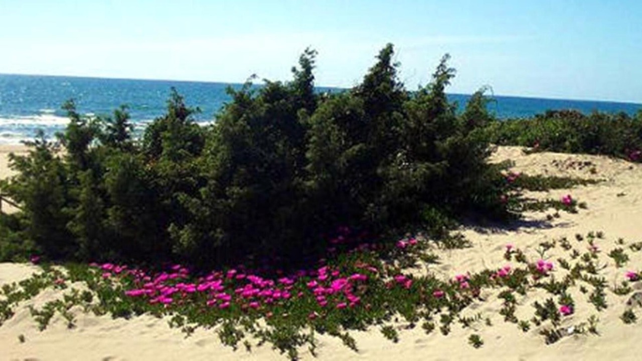 Photo of Others in San Felice Circeo