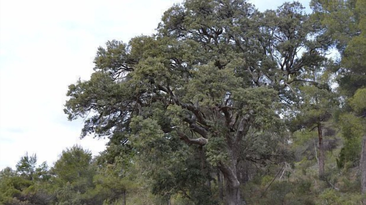 Photo of Outdoor in Penarroya de Tastavins