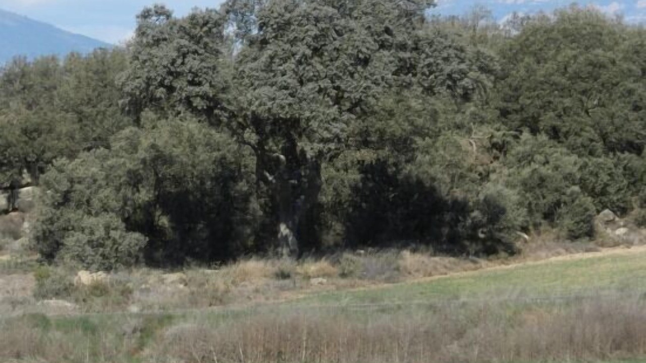 Photo of Outdoor in Oliola