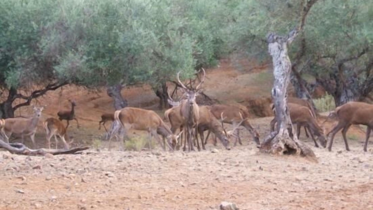Photo of Outdoor in Villaviciosa de Cordoba