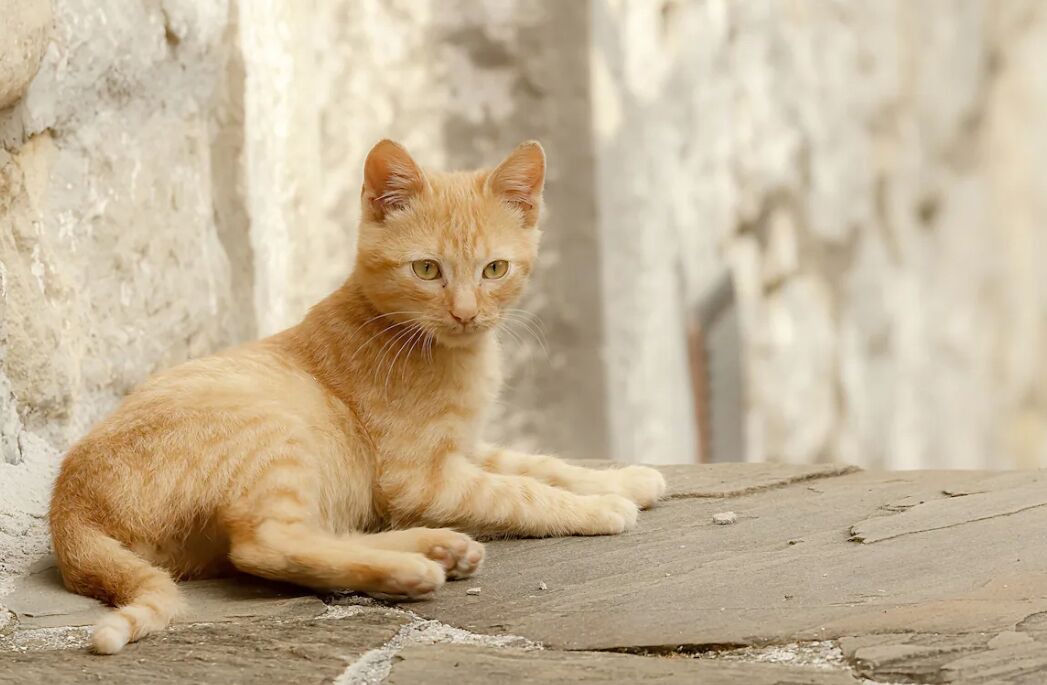 Photo of Others in Agnone