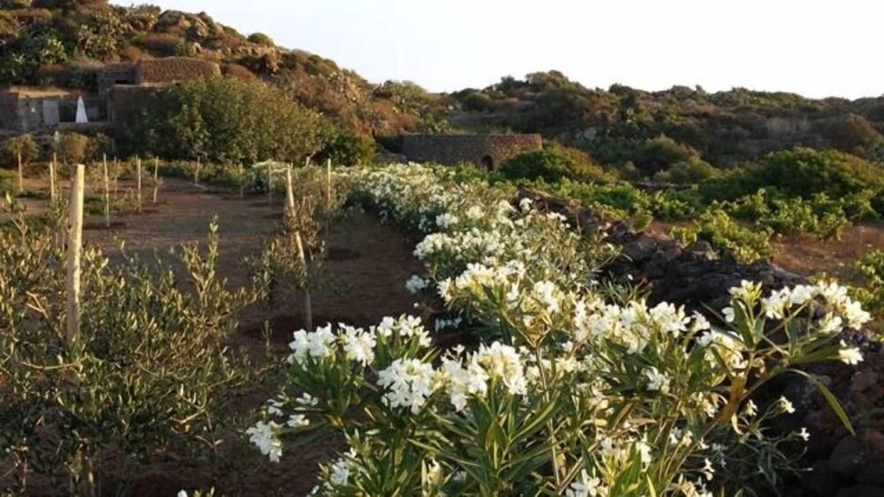 Photo of Others in Pantelleria