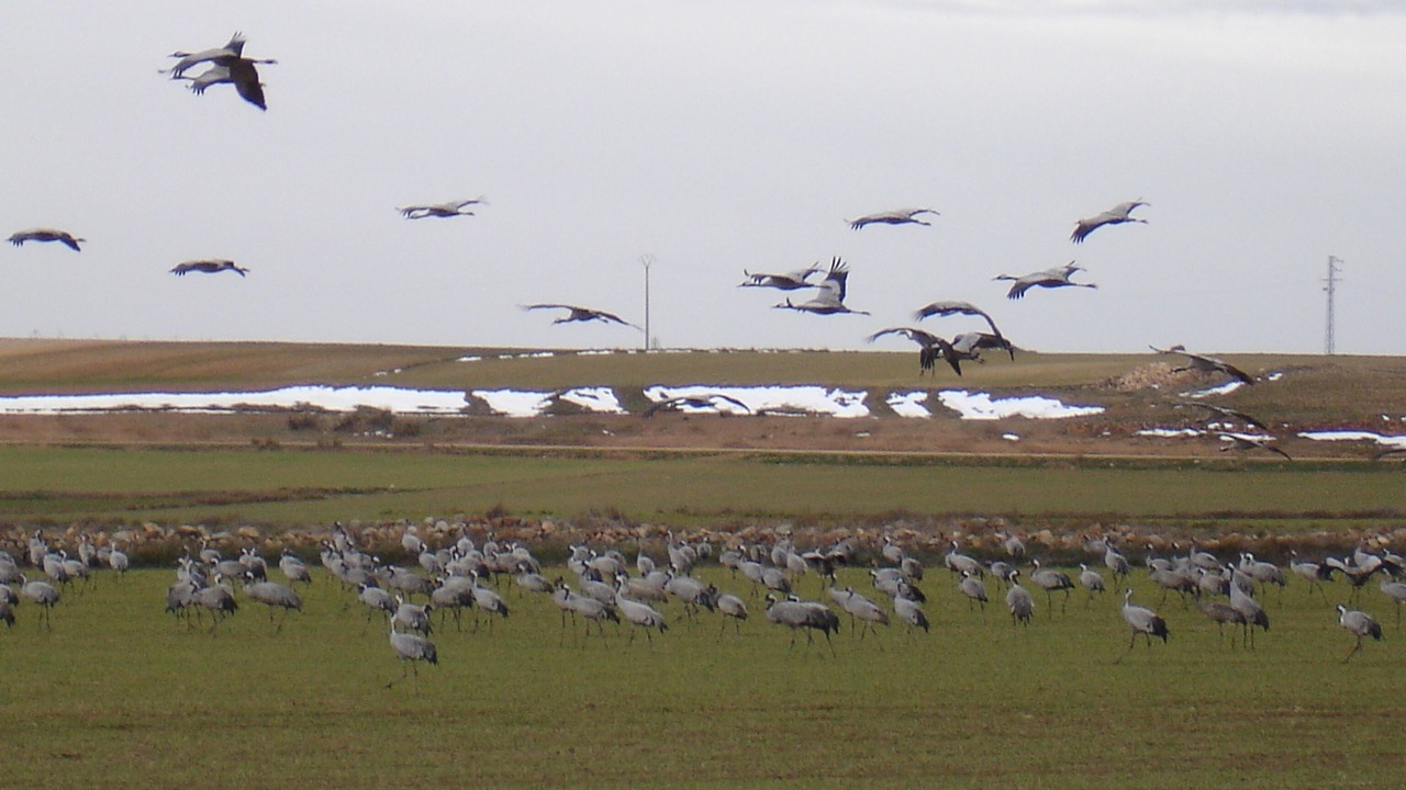 Photo of Others in Gallocanta