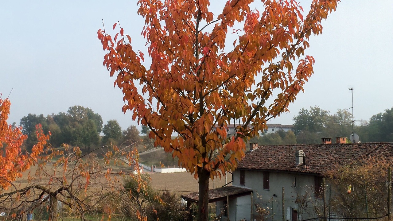 Photo of Outdoor in Castell'Alfero