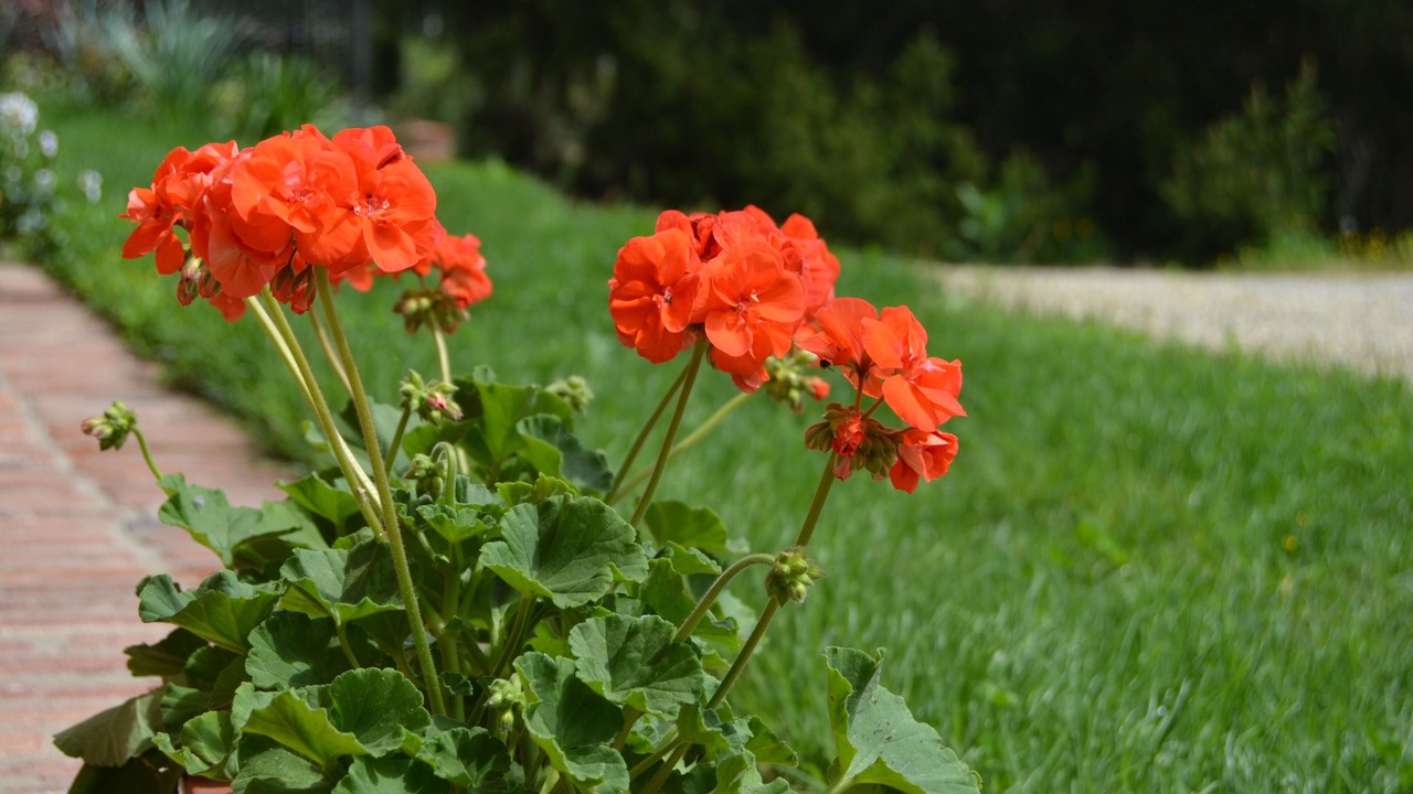 Photo of Outdoor in Castell'Alfero