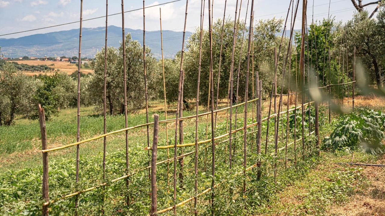 Photo of Others in Marciano della Chiana