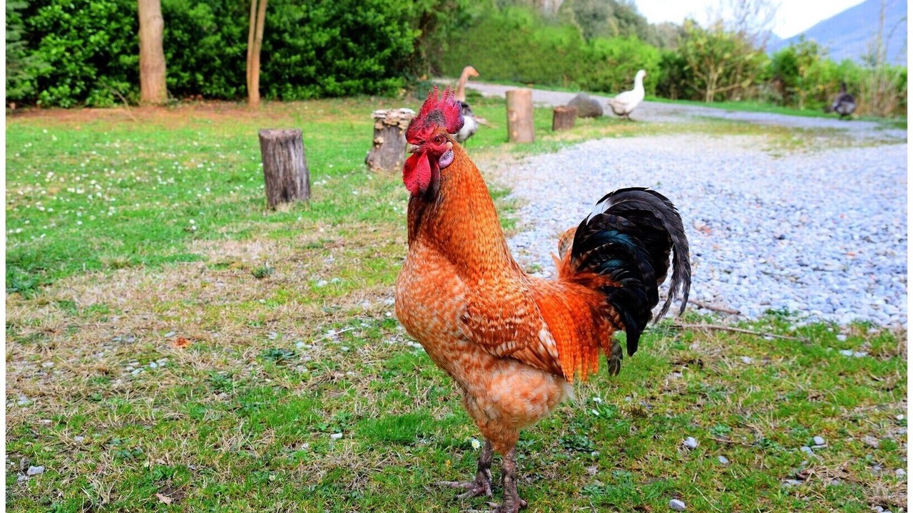 Photo of Others in La Vall de Bianya