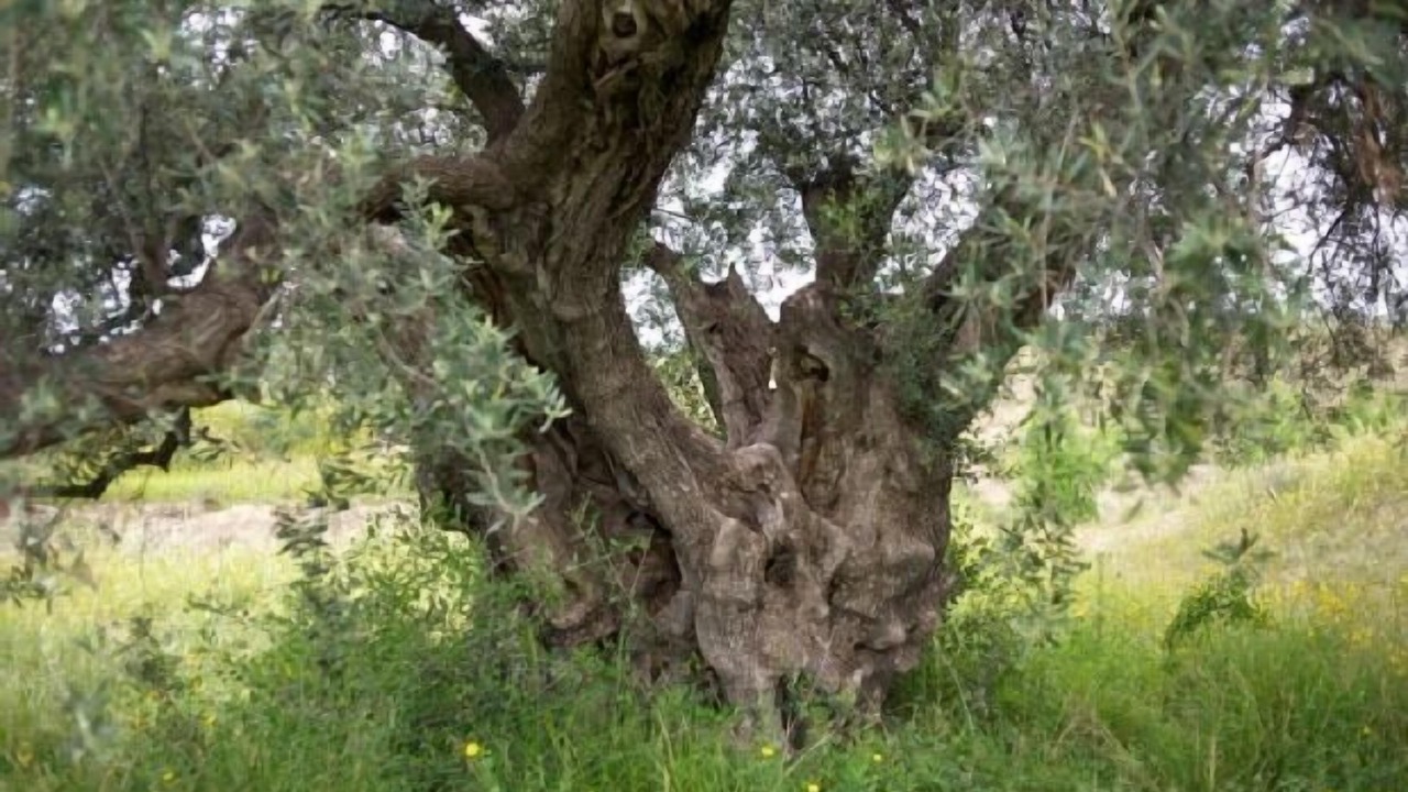 Photo of Outdoor in Huercal-Overa