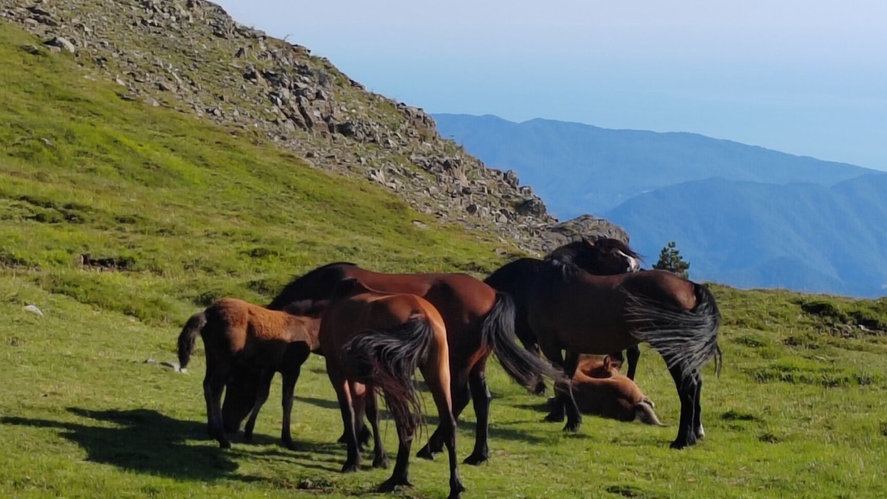Photo of Others in San Colombano Certenoli