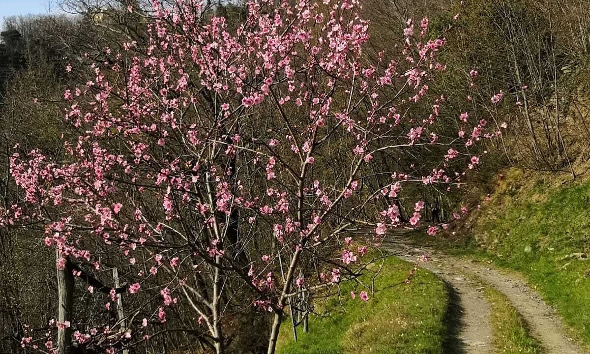 Photo of Outdoor in San Colombano Certenoli