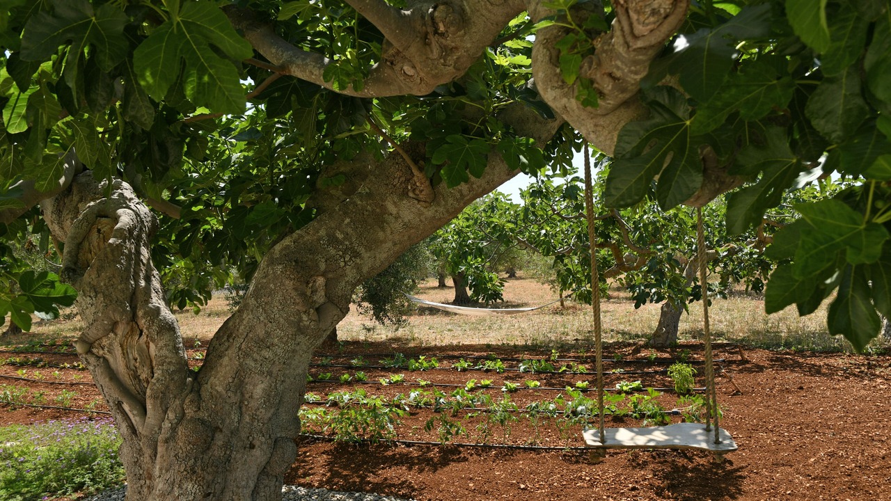 Photo of Outdoor in Cisternino