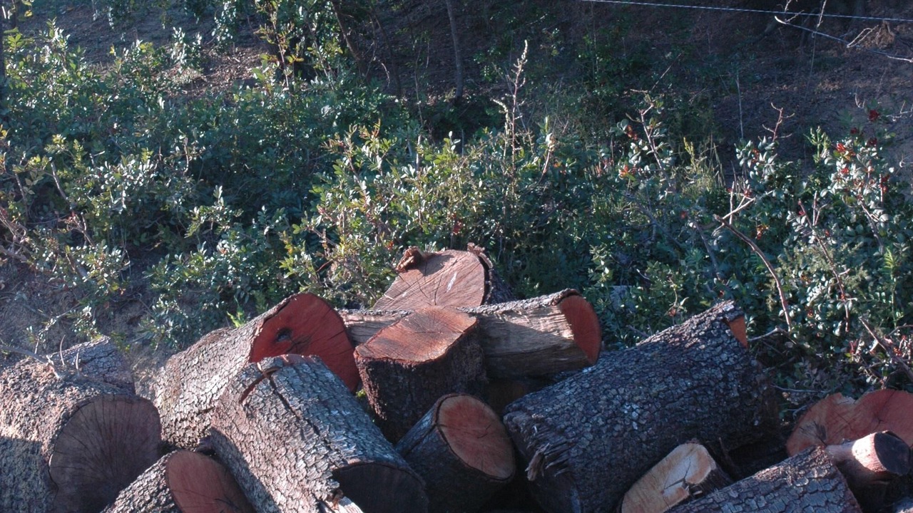 Photo of Outdoor in Llado