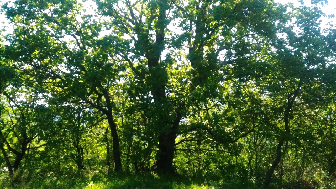 Photo of Outdoor in Bomba