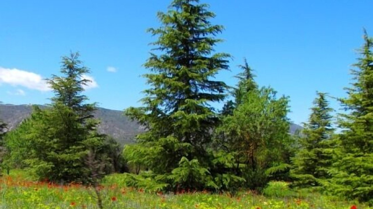 Photo of Outdoor in Os de Balaguer
