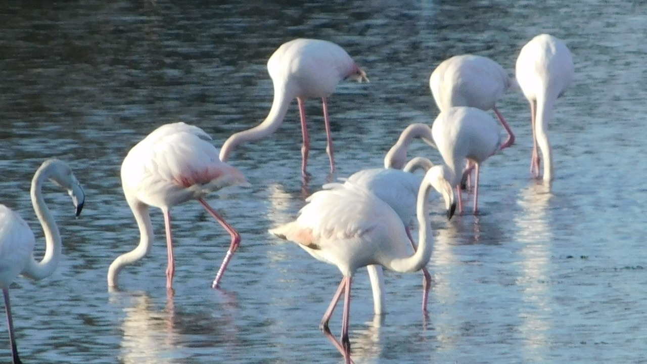 Photo of Others in Olbia