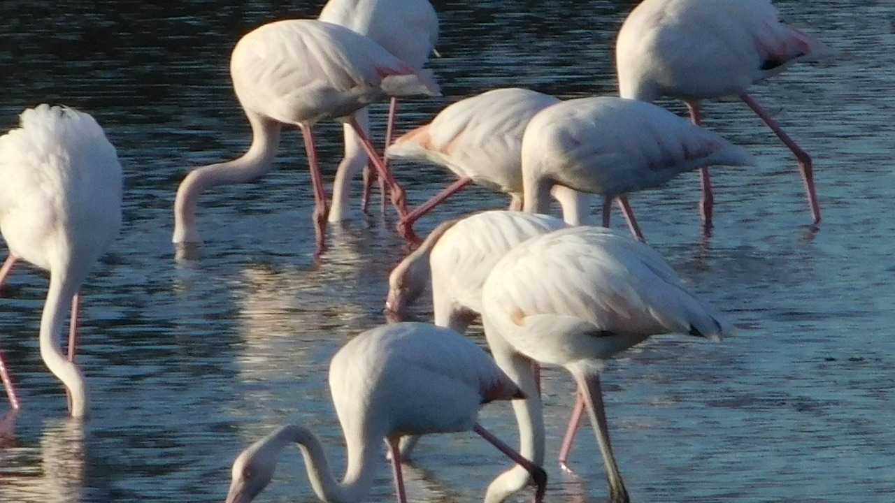 Photo of Others in Olbia