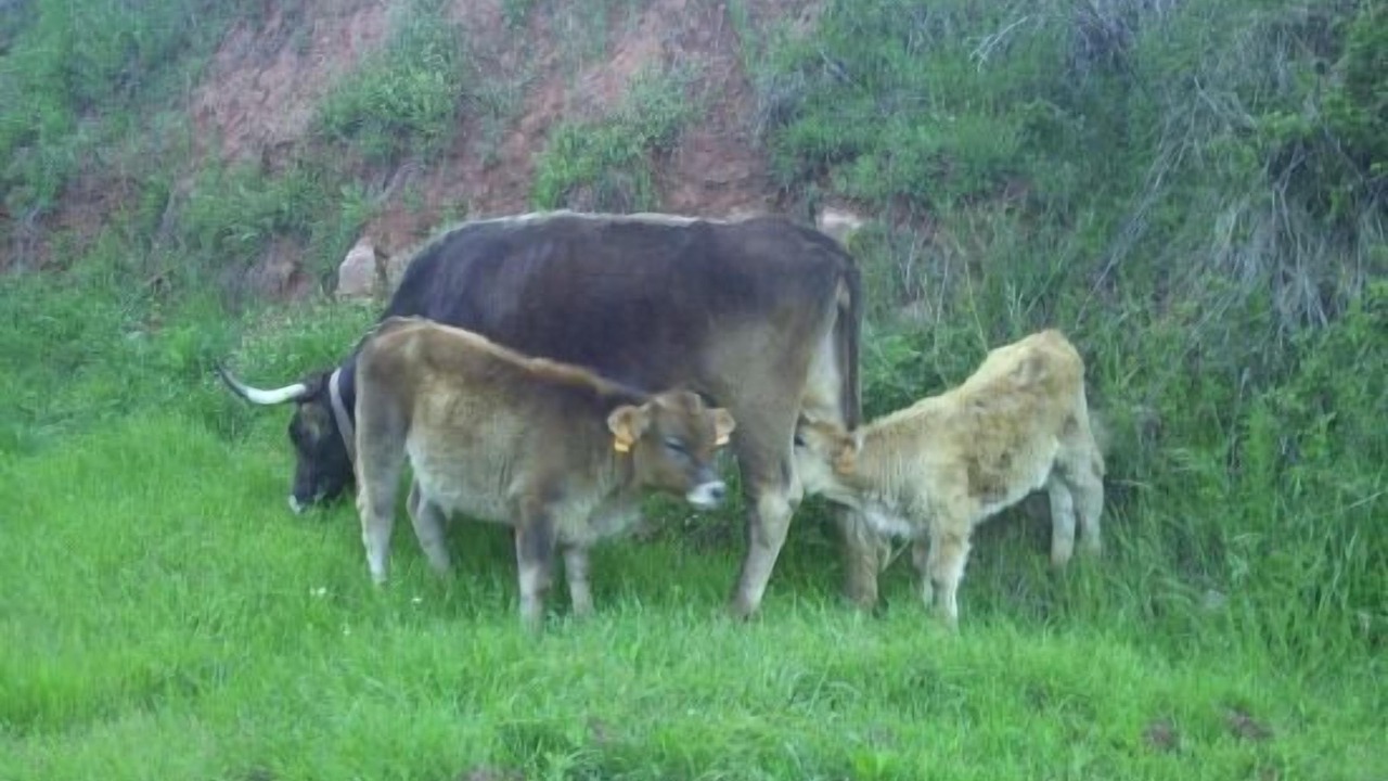 Photo of Outdoor in Sant Salvador de Guardiola