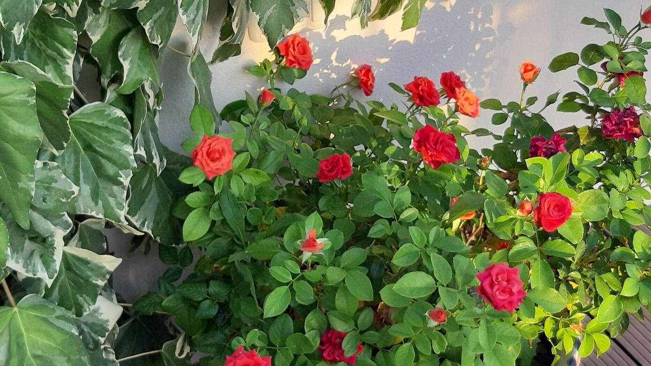 Photo of Outdoor in Quesa