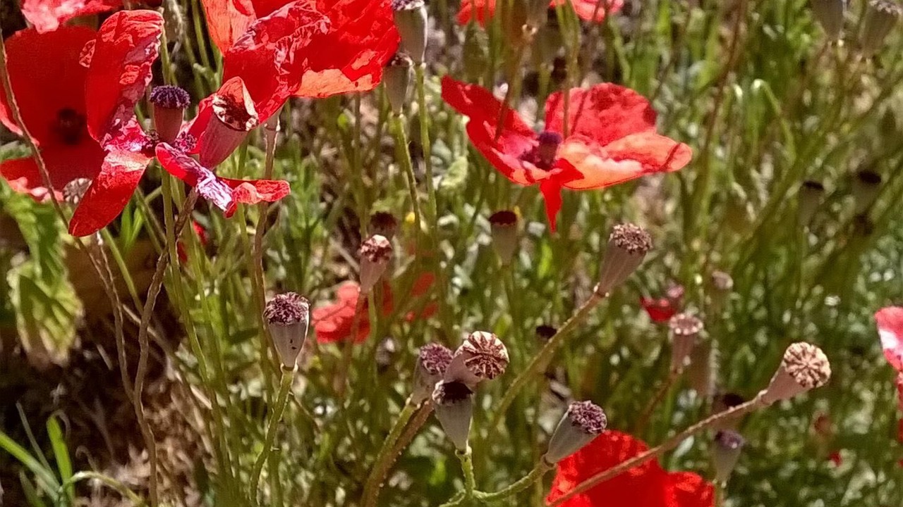 Photo of Outdoor in Fauglia