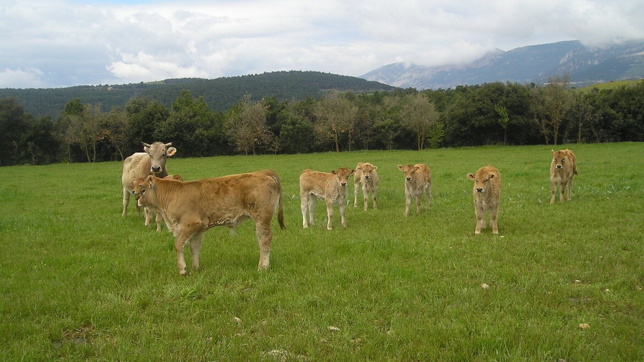 Photo of Outdoor in Lladurs