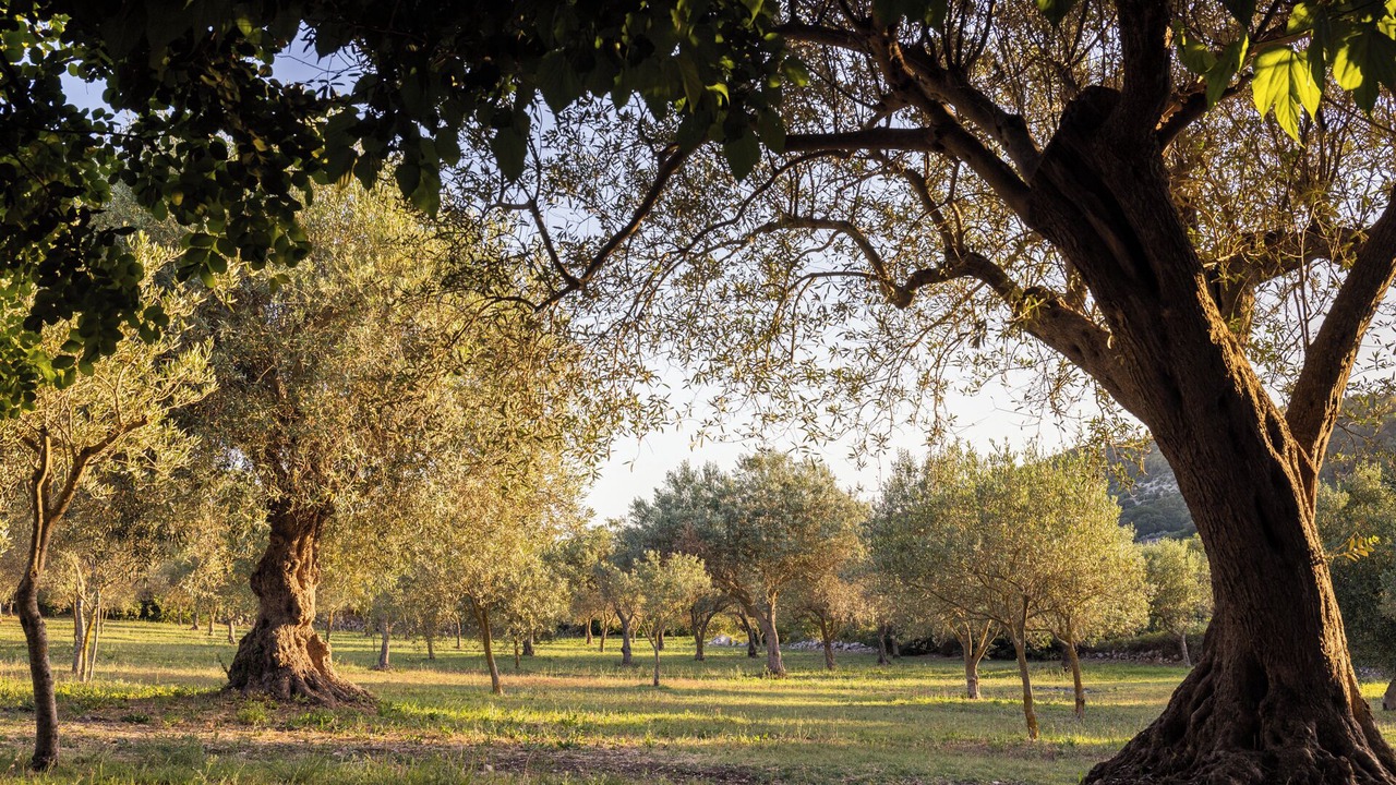 Photo of Outdoor in Casa Papa